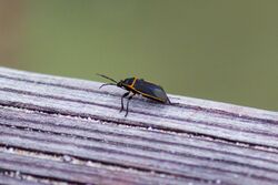 Largus bug (39137395130).jpg