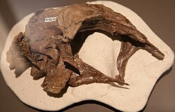 Stenonychosaurus skull.jpg