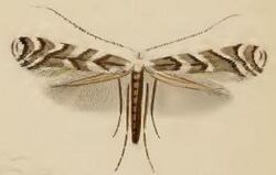 Leucospilapteryx omissella ill.JPG