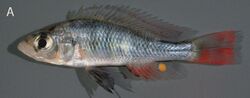 Live colours of Haplochromis argens - ZooKeys-256-001-g004A.jpeg