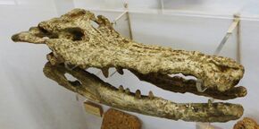 Megadontosuchus arduini skull mandible.JPG