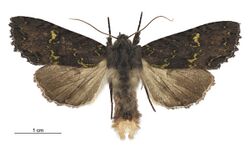 Meterana merope male.jpg