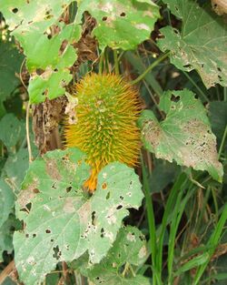 Momordica foetida @ SSW of Morogoro.JPG