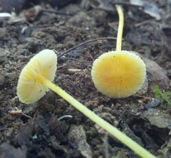 Mycena luteopallens2.jpg