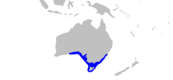 Narcine tasmaniensis rangemap.png