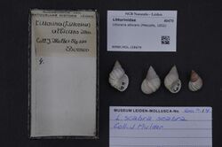 Naturalis Biodiversity Center - RMNH.MOL.158679 - Littoraria albicans (Metcalfe, 1852) - Littorinidae - Mollusc shell.jpeg