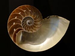 Nautilus pompilius - Fernbank Museum of Natural History - DSC00294.JPG