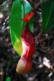 Nepenthes petiolata upper pitcher.jpg