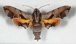 Nyceryx brevis male upperside. Brazil, Minas Gerais, Serra do Cipo (MNRJ).jpg