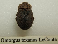 Omorgus texanus sjh.jpg