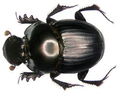 Onthophagus dama Fabricius, 1798 male (3112530159).jpg