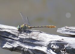 Ophiogomphus arizonicus gaudettelaura 3013931.jpg