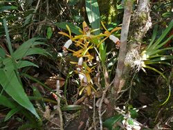 Orchid (Coelogyne radioferens) (8408990834).jpg