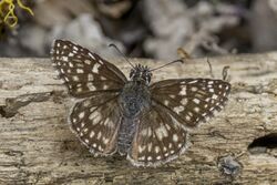 Orcus chequered skipper (Burnsius orcus) female Cundinamarca.jpg