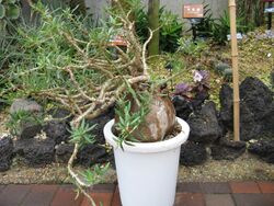 Pachypodium bispinosum3.jpg