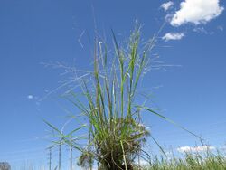 Panicum queenslandicum plant3 NWS - Flickr - Macleay Grass Man.jpg