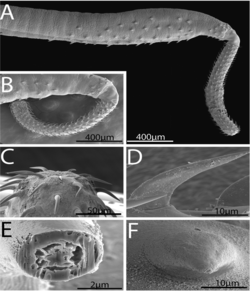 Parasite170054-fig2 Rhadinorhynchus oligospinosus (Acanthocephala).png