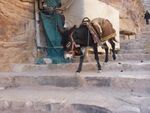 Petra - Enslaved donkeys. (9779008081).jpg