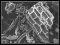 Phytolithes observés au Microscope Electronique à Balayage 02.jpg