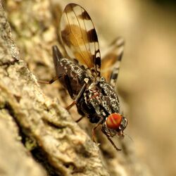 Picture-winged Fly (28337373786).jpg
