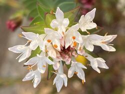 Pimelea ciliata flower.jpg