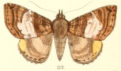 Pl.5-23-Daddala quadrisignata Walker, 1865.JPG