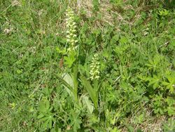 Platanthera hyperborea in East Iceland.JPG