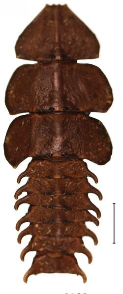 Platerodrilus larva 30555-35.jpg