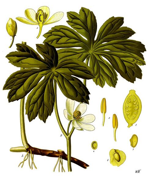 File:Podophyllum peltatum - Köhler–s Medizinal-Pflanzen-246.jpg