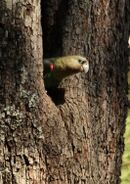 A parrot with a brown head, brown neck and white bill is peering out of a hole in a tree.