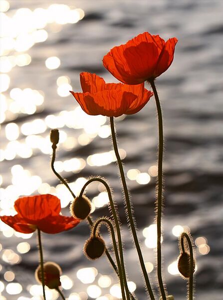 File:Poppies in the Sunset on Lake Geneva.jpg