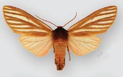 Pseudohemihyalea ambigua (female).JPG