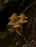 Multiple brown mushrooms growing from soil