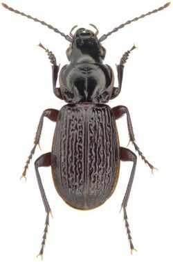 Pterostichus punctatissimus Randall - ZooKeys-245-001-g028.jpeg