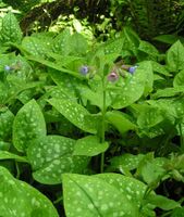 Pulmonaria officinalis 800.jpg