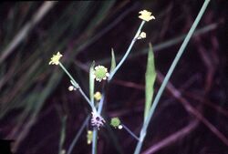 Ranunculus pusillus NRCS-1.jpg