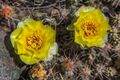 Roadside BrittlePickly-Pear Cactus (Opuntia fragillis) near Savona - (28639189495).jpg