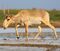 Saiga antelope at the Stepnoi Sanctuary (cropped).jpg