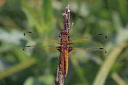 Scarce chaser (Libellula fulva) immature female 1.jpg