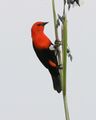 Scarlet-headed blackbird (Amblyramphus holosericeus) - Flickr - Lip Kee.jpg