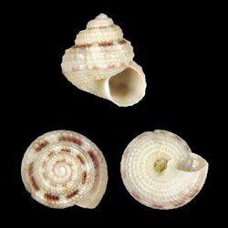 Seashell Vanitrochus geertsi.jpg