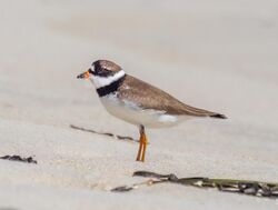 Semipalmated plover in Quogue (26942).jpg