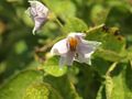 Solanum tuberosum Linzer Speise (04).jpg