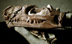 Sphenodontian skull DINO 16454.jpg