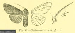 Spilosoma vivada.png