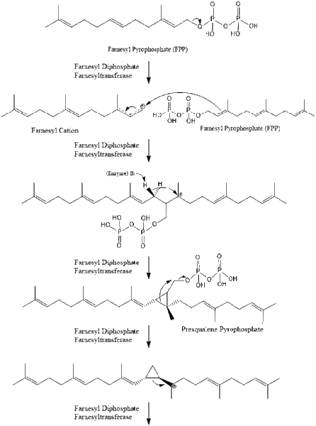 File:Squalene Synthesis.gif