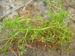 Starr 051122-5320 Galium divaricatum.jpg