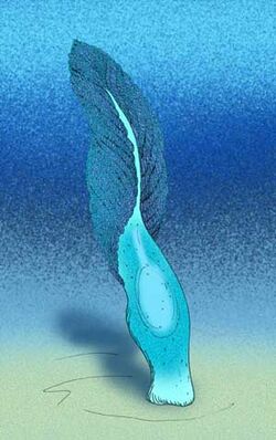 Stromatoveris psygmoglena.jpg