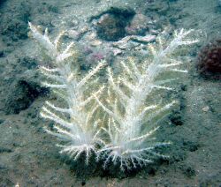 Studeriotes longiramosa - soft-coral-2-1.jpg