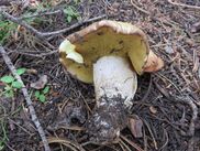 A spongey white and yellow mushroom lying on the forest floor